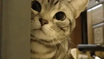 Bnkrg Twitcasting直播合集 哔哩哔哩 Bilibili