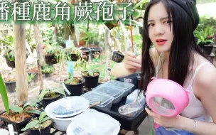 Download Video: 我是如何播种鹿角蕨孢子的？