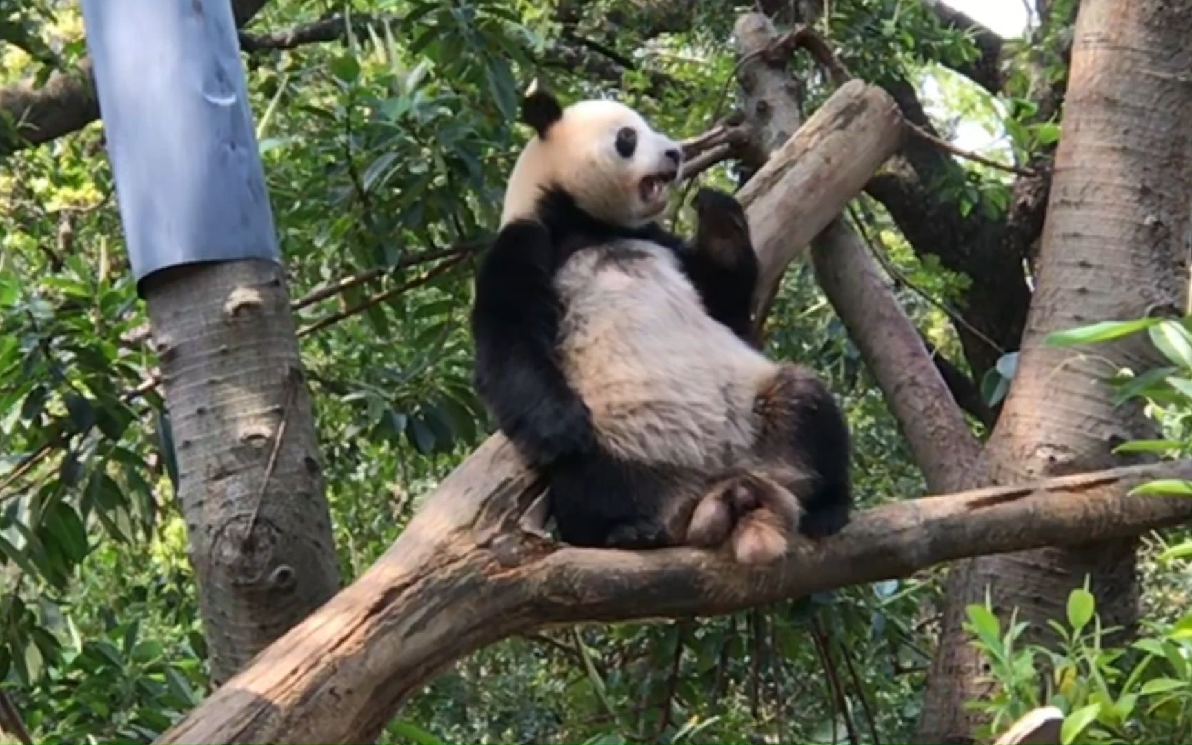 熊猫坐v树杈上的图片图片