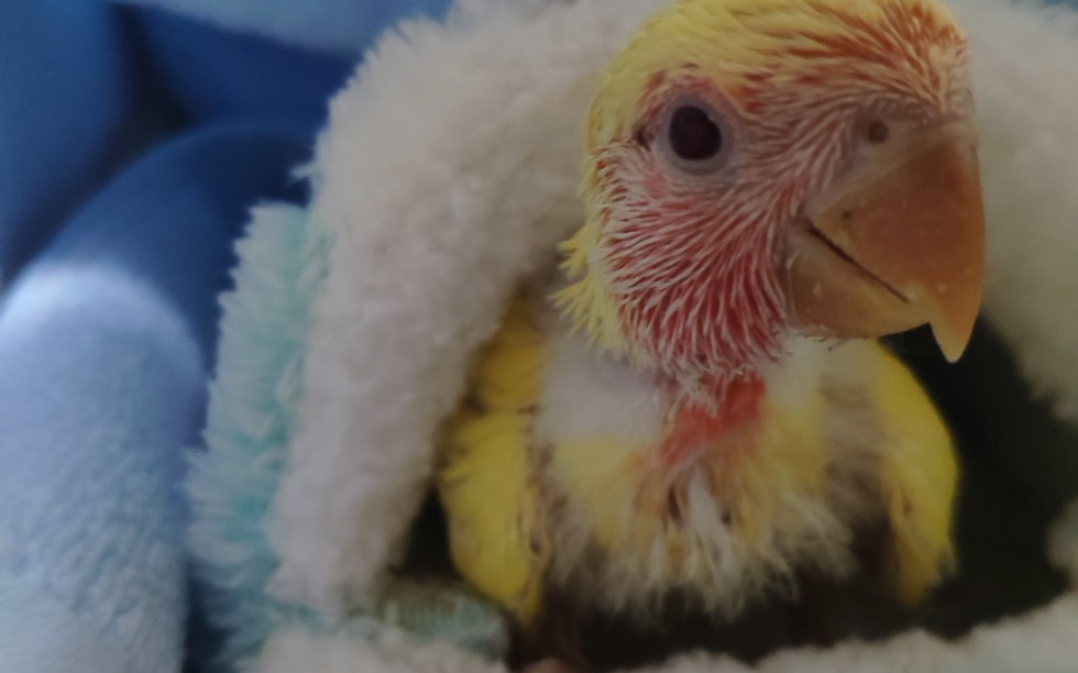 活动作品黄桃鹦鹉雏鸟77第一次洗澡哦