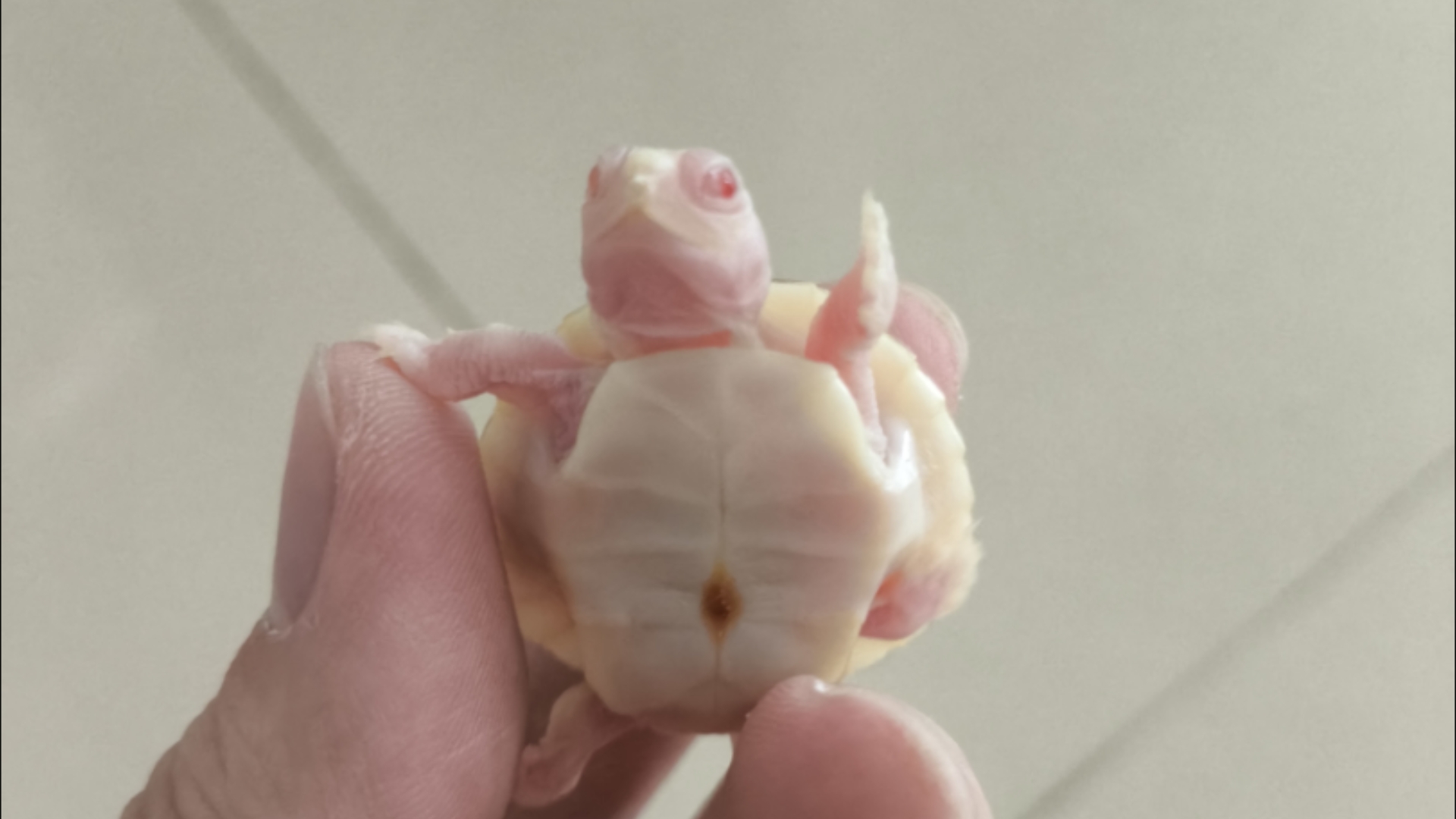 开箱一只粉雪巴西龟