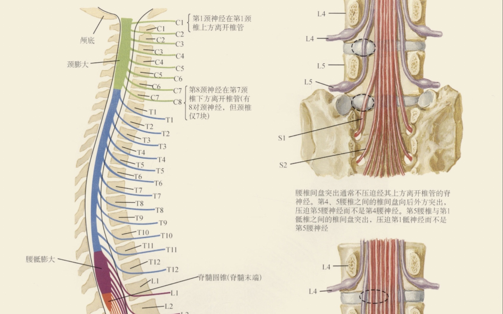 [图]外科学骨科天花板：脊髓损伤表现解读及定位判断