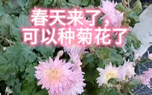 去年在杭州一个墙角下发现的菊花长了很多小苗，准备掐一些回去扦插，等成活了再繁植一些分享给大家！有没有花友知道这品种叫什么？#菊花 #扦插 #养花