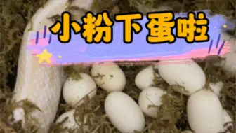 宠物蛇下蛋