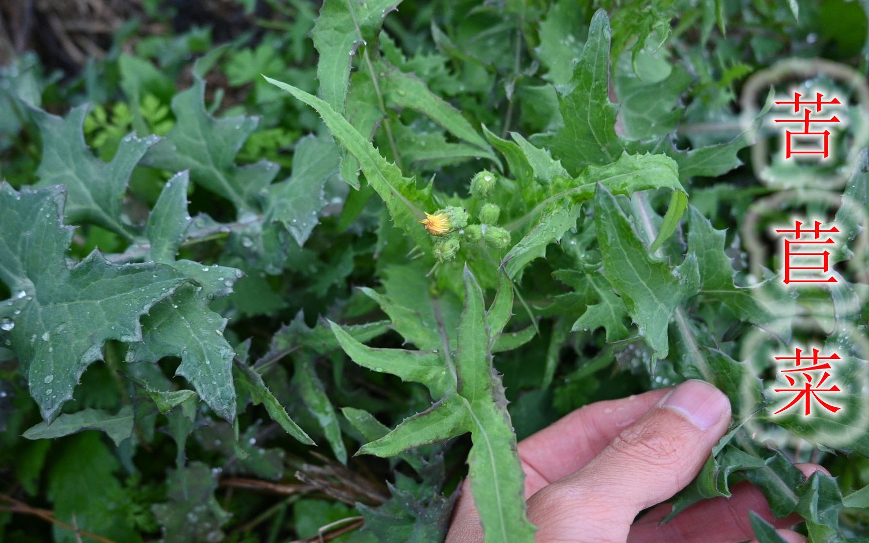 “苦苣菜”在嫩绿的季节,当野菜吃营养丰富,遇见后你会采摘吗?哔哩哔哩bilibili