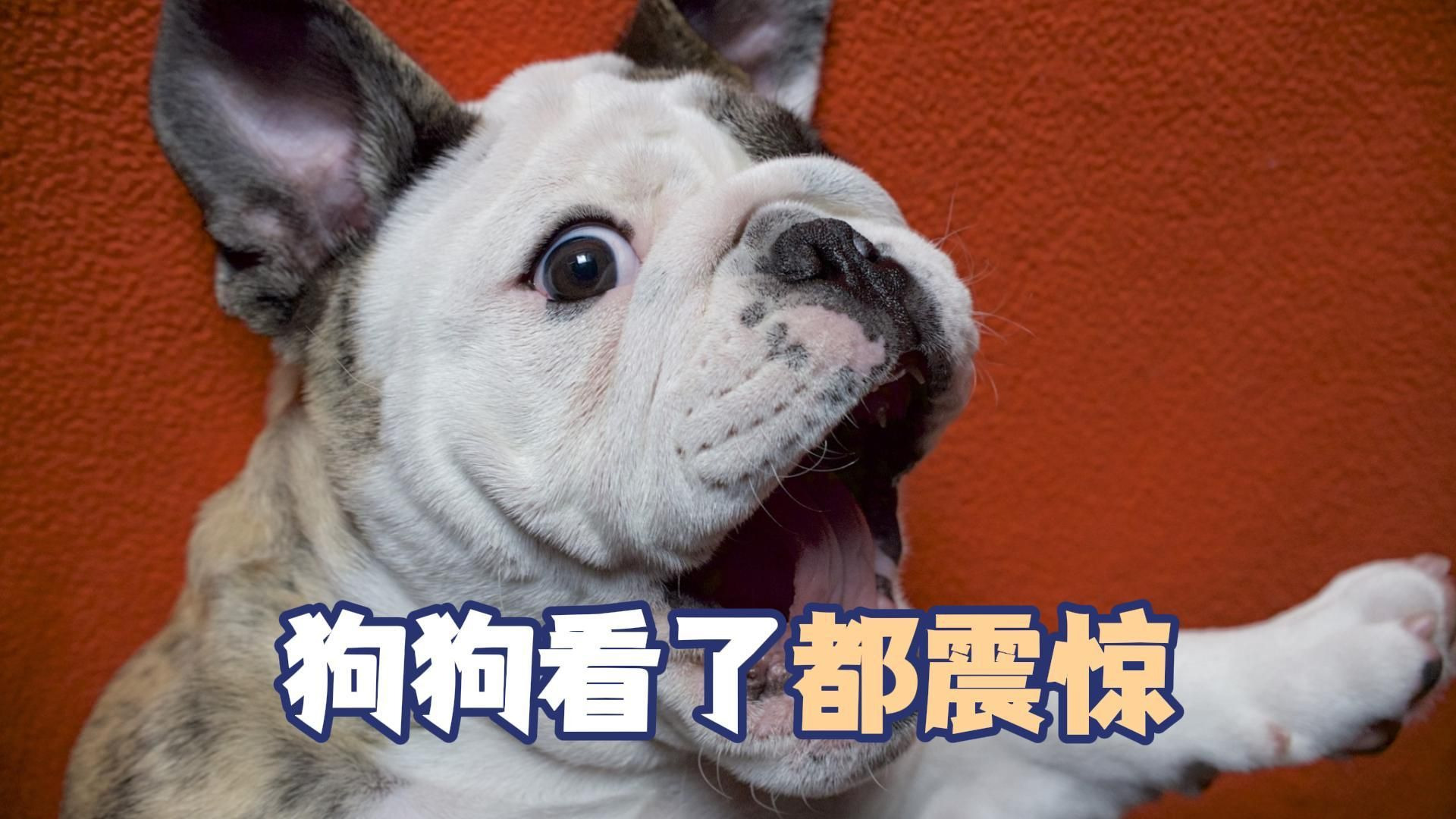 小公狗无痛当妈,狗妈妈一脸震惊