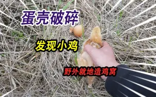 Скачать видео: 野外发现的蛋终于破壳，附近发现一只小公鸡，就地取材做豪华鸡窝