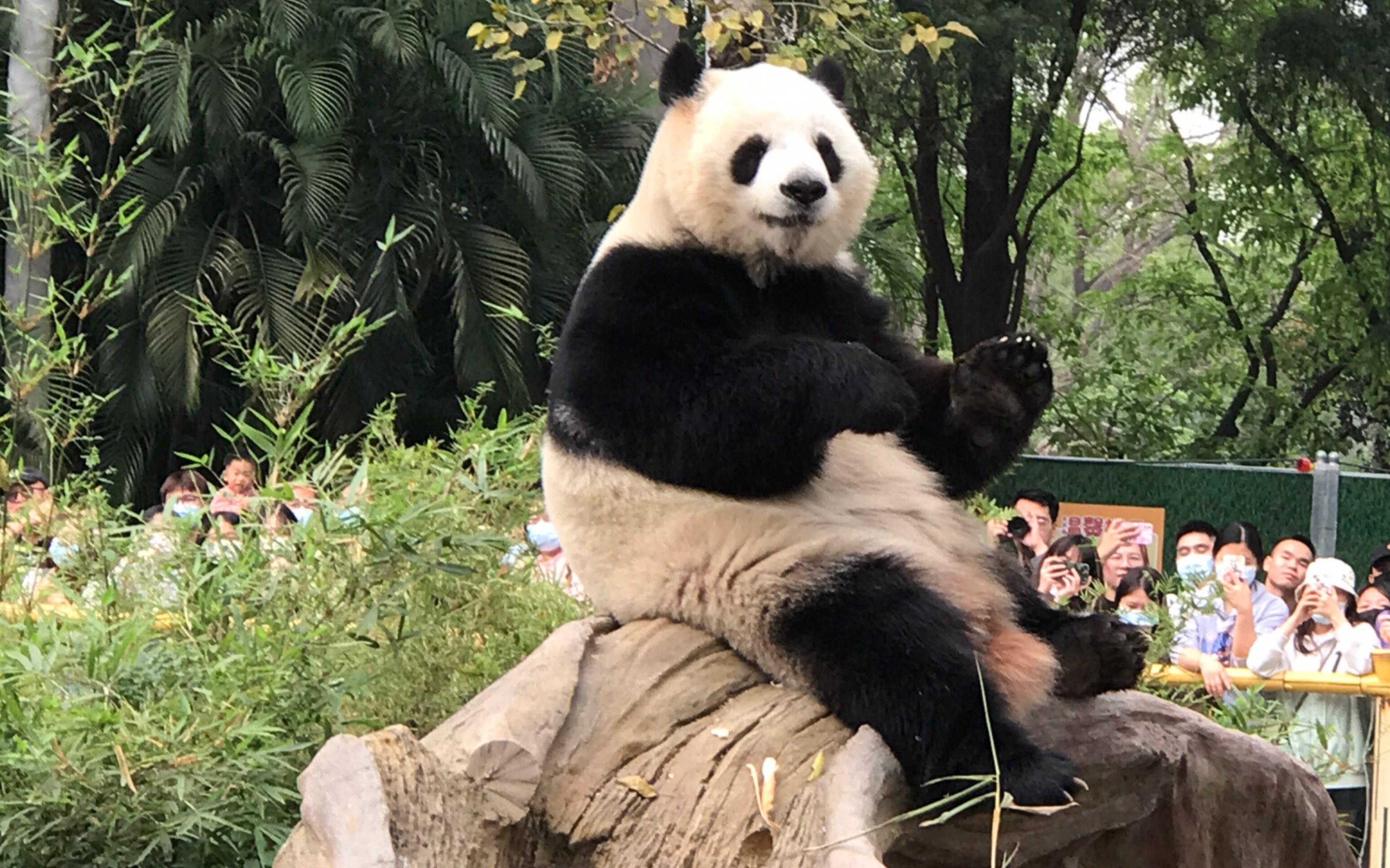 今天吃了睡睡了吃的雅一(3.14)