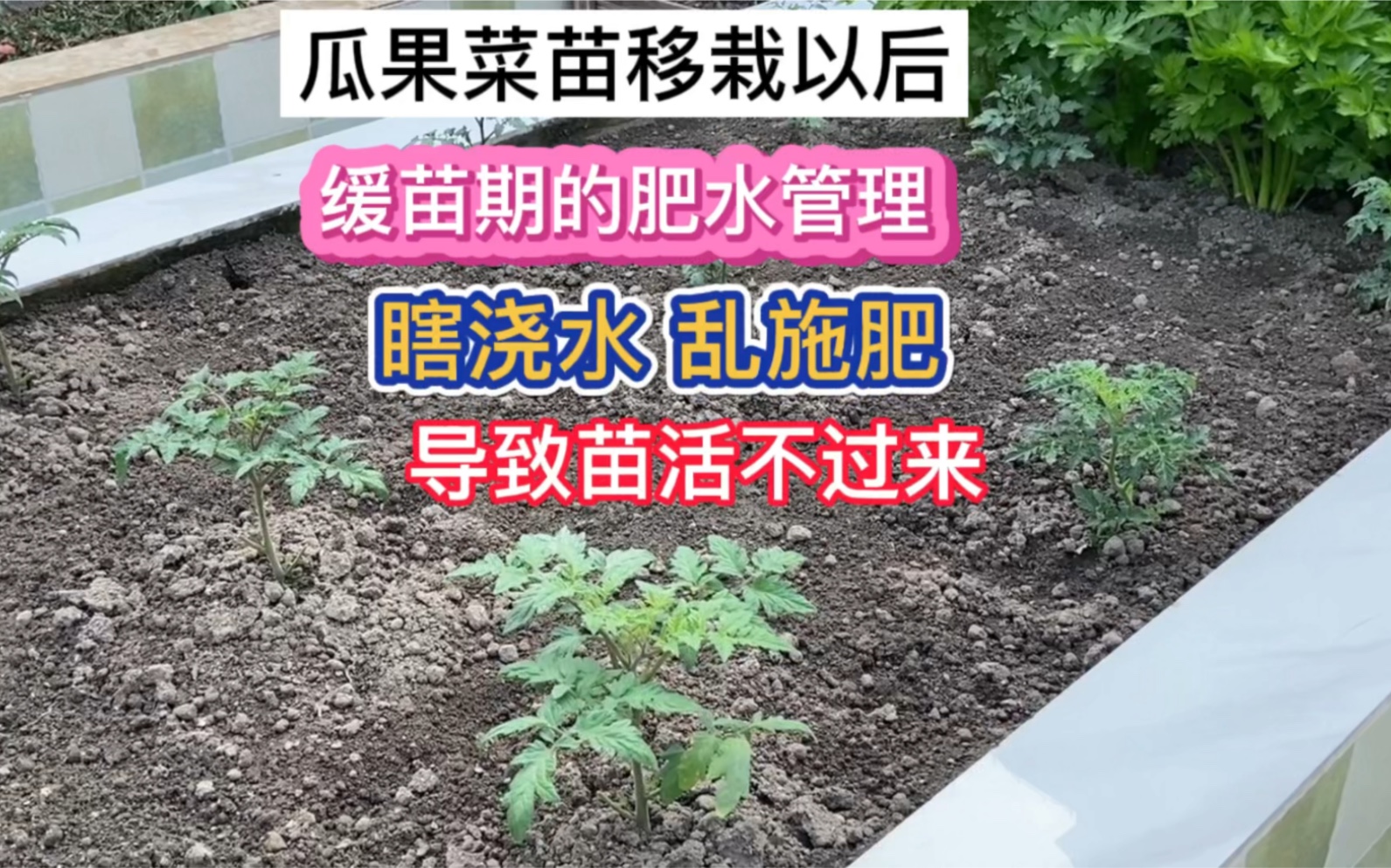 瓜果菜苗移栽以后 缓苗期的水肥管理 瞎浇水乱施肥导致苗种不活哔哩哔哩bilibili