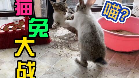 好兄弟 猫猫和兔兔吃完饭去散步 哔哩哔哩 つロ干杯 Bilibili