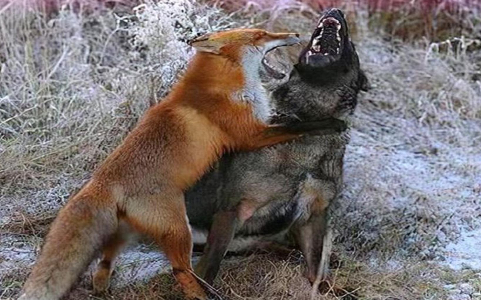 猎狗遇上狐狸,二话不说上去"开干",镜头拍下厮杀全过程!