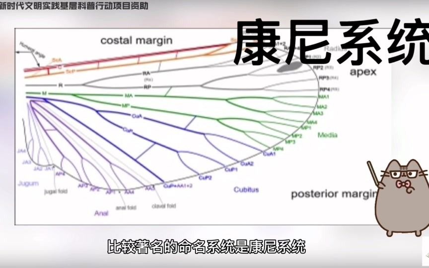 【昆虫学小知识】5、昆虫胸部——翅哔哩哔哩bilibili