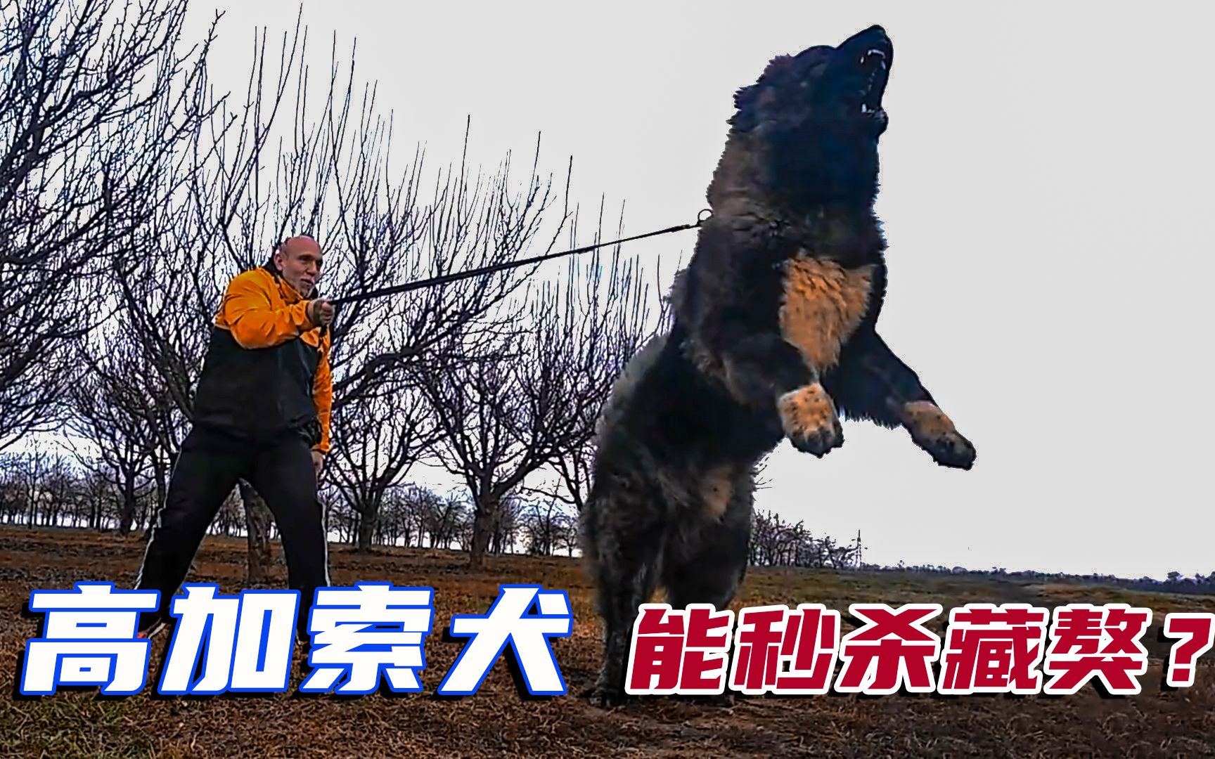 俄罗斯国宝,犬界的王牌保镖,高加索牧羊犬,竟能秒杀比特犬和藏獒?哔哩哔哩bilibili