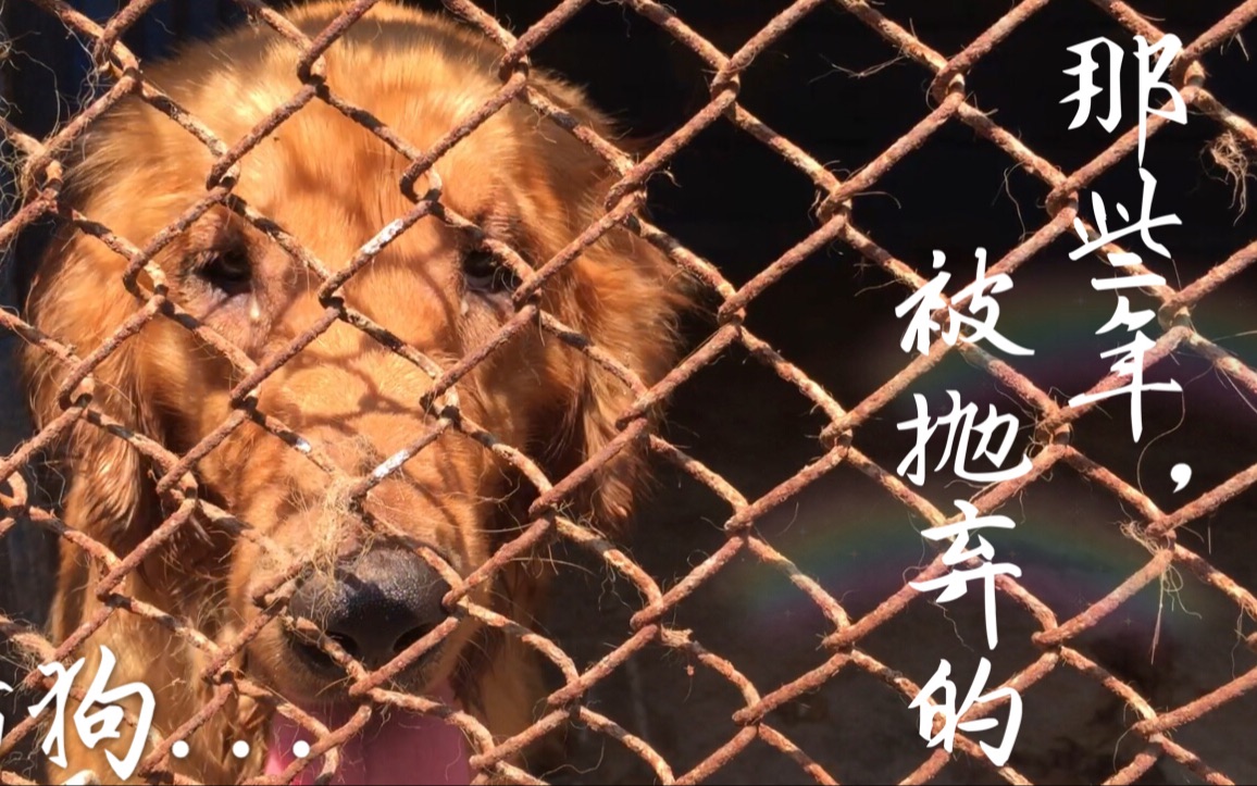 [流浪動物救助站] 那些年被主人拋棄的貓狗如今都怎樣了?- doggie篇