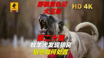 Download Video: 纪录片解说，【野狼复仇记第五季】第二十集，牧羊犬发现狼窝，狼崽如何处置