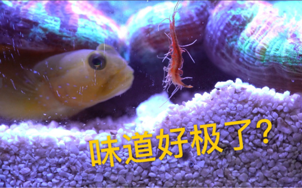 【海缸】超近距离观察意大利面条虫,小虾虎品了一口立马怂了_哔哩哔哩