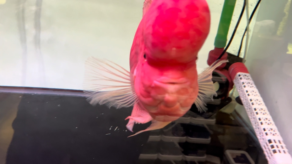 全粉红系罗汉鱼