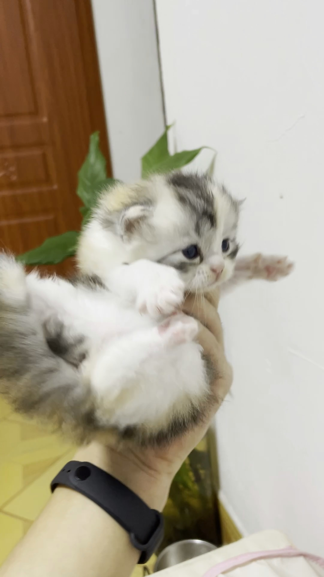 萌宠vlog#美短美国长毛猫长毛鸳鸯脸