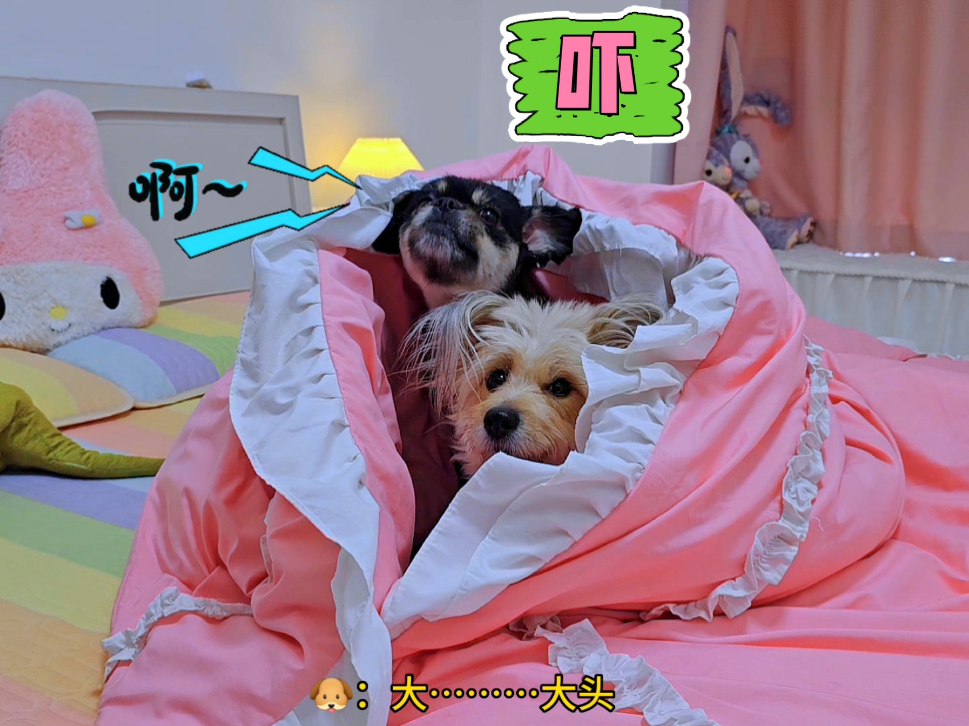 狗狗怪异梦境，吓得胡言乱语