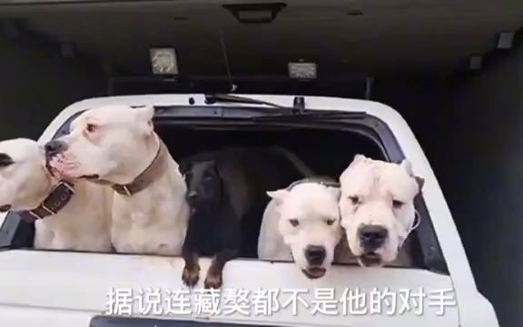 当今五大恶犬,你知道几种哔哩哔哩bilibili