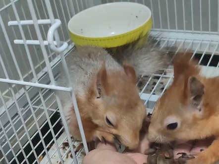 两只小松鼠合在一起