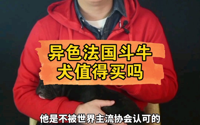 异色法国斗牛犬值得购买吗?哔哩哔哩bilibili