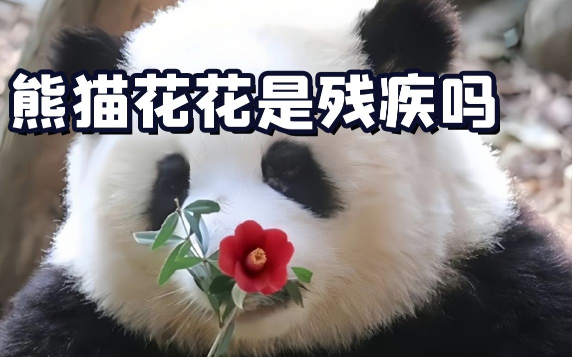 什么?大熊猫花花是残疾吗?哔哩哔哩bilibili