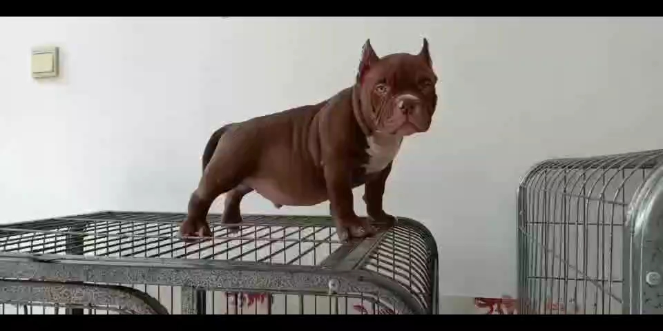 纯种恶霸幼犬北京恶霸犬舍北京哪里卖纯种恶霸犬