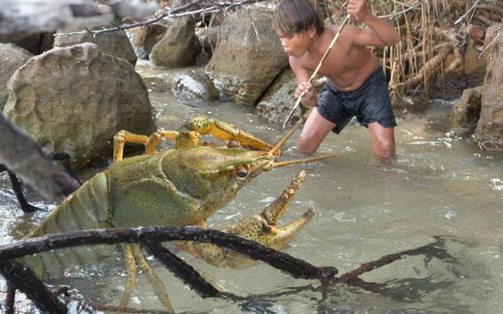 [图]小男孩海岛求生，海里抓到大龙虾，现烤现吃