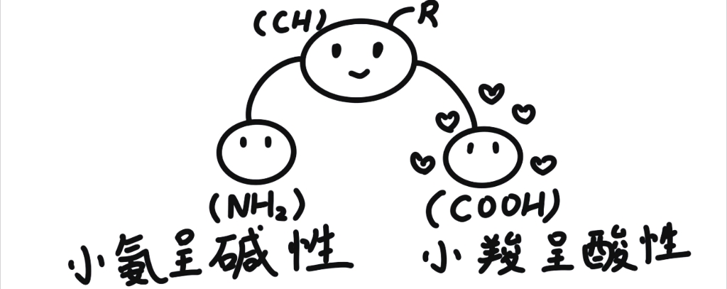 氨基酸手绘图片