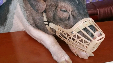 (宠物猪小香猪)太胖了,抱不动了