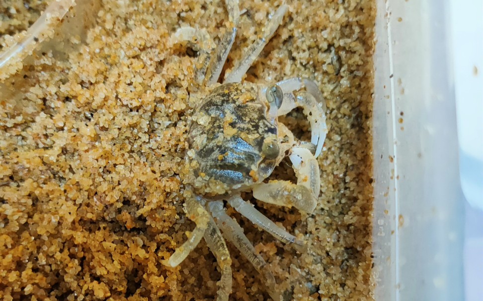 给斯氏沙蟹补水(海水)