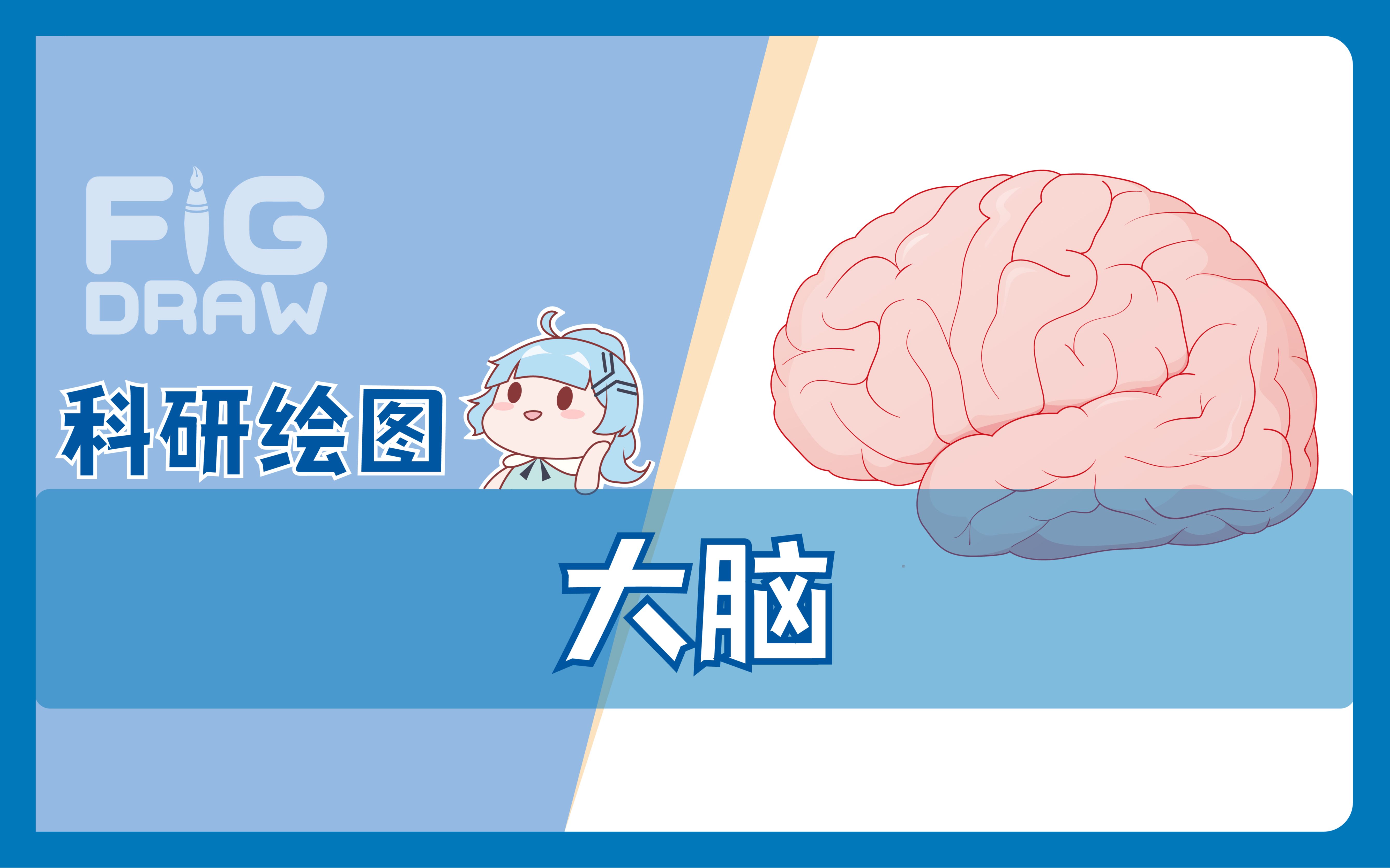 [图]【Figdraw】AI科研绘图：大脑（附带源文件）