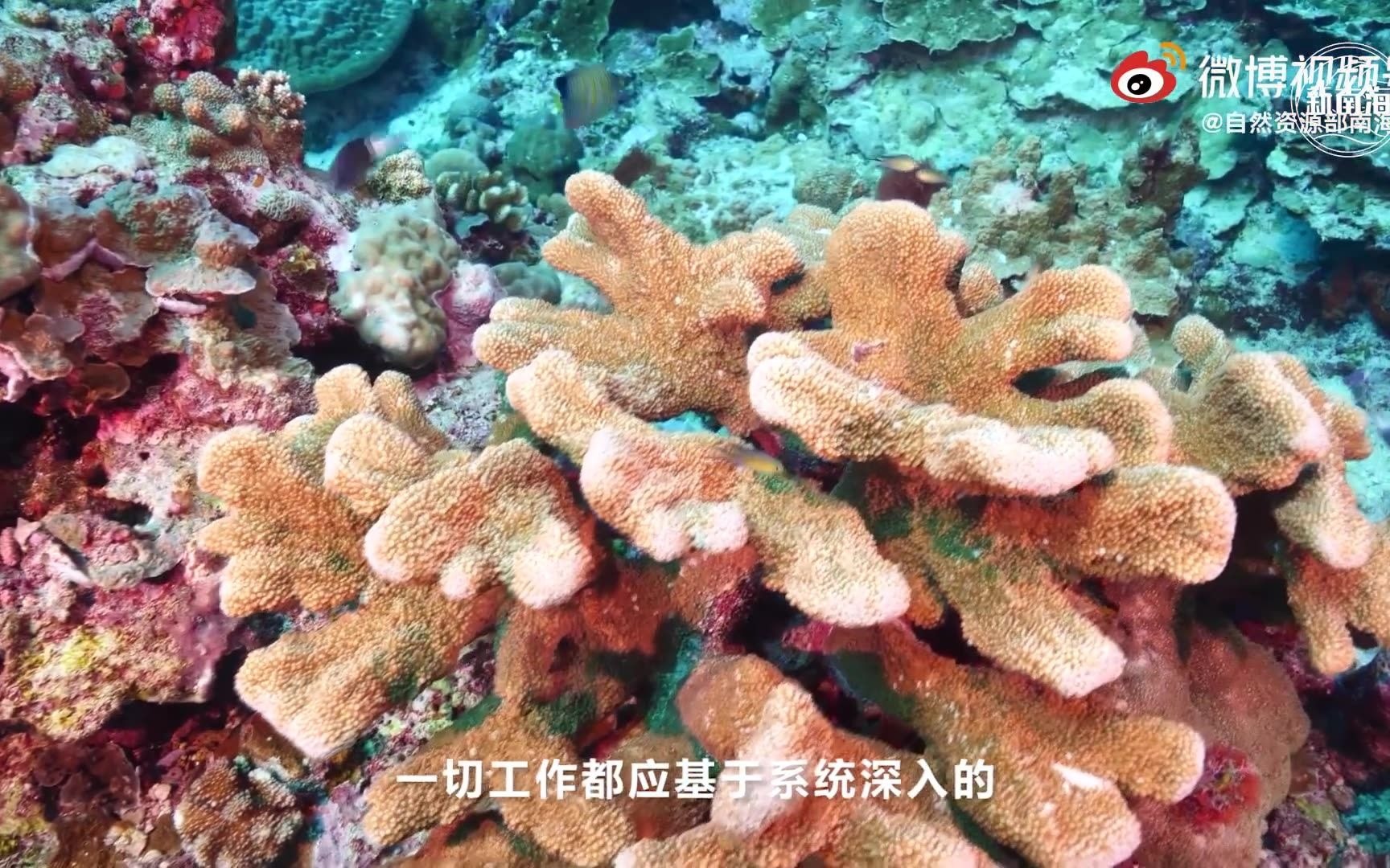 [图]《守护珊瑚礁生态系统》海洋生物多样性调研