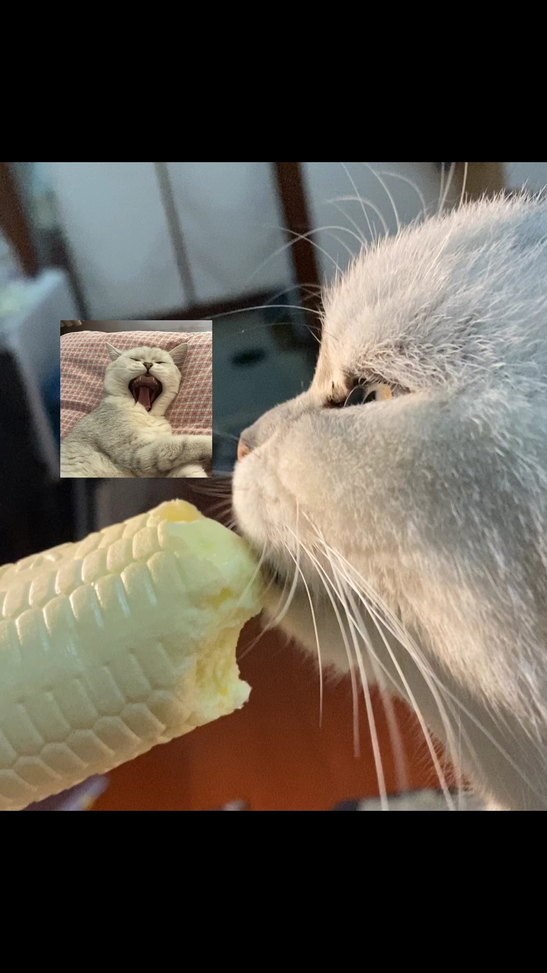 靓仔吃雪糕呜呜小胖子妈妈爱你_哔哩哔哩_bilibili