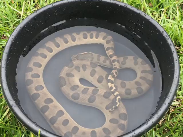 漂亮吗?养在水盆里的小水蚺