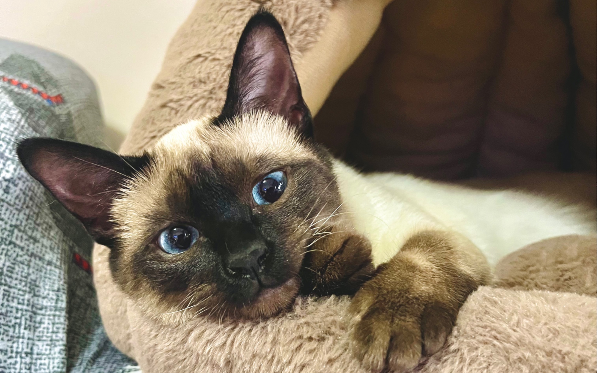 暹罗狗物种转变证据 #论减肥有多难