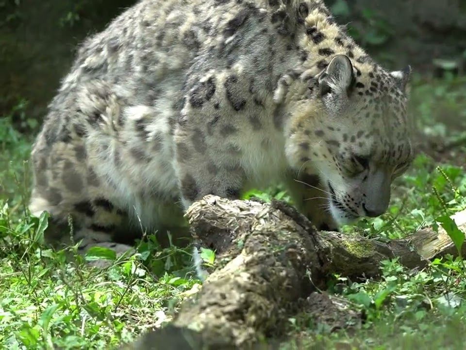 多摩动物园 慵懒的雪豹 pt.55