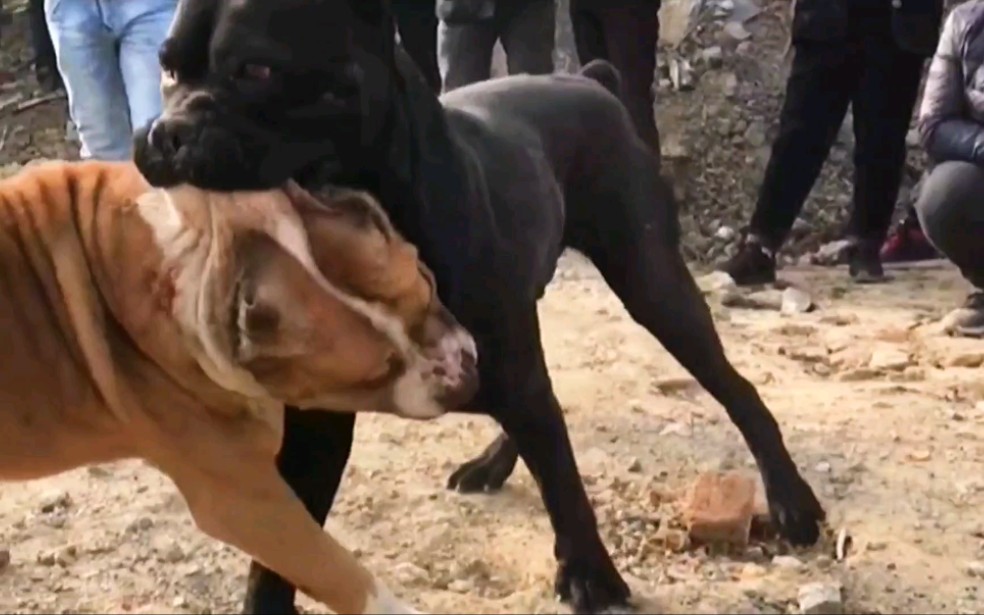 实拍:卡斯罗犬全程优势,痛揍杜高犬,完全不在一个次元的战斗