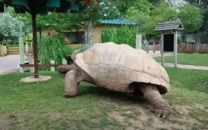 下载视频: 这块头，当坐骑都没问题了