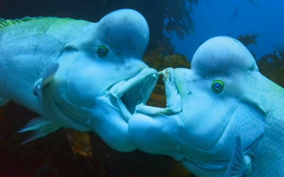 十年雌雄转换,吃鸟不吐骨头,门牙长在嘴唇上的猪齿鱼
