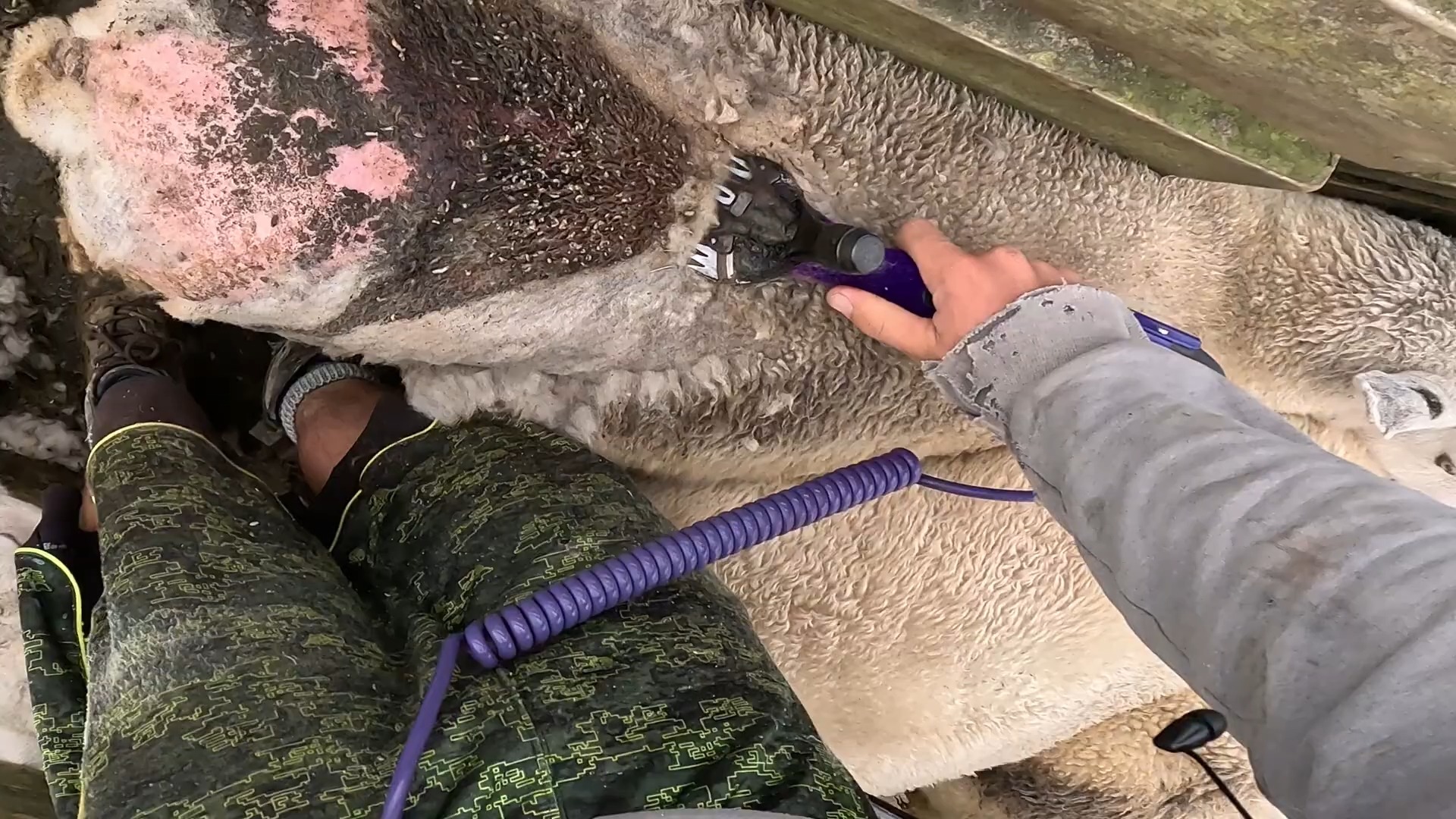 治疗绵羊身上的蛆虫