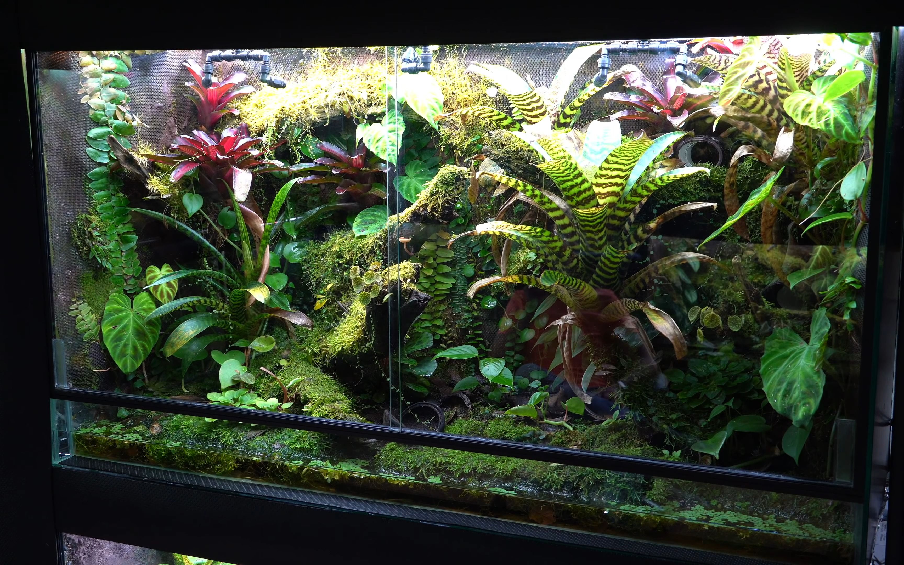 如何让你的箭毒蛙热带雨林缸的玻璃永远透明!