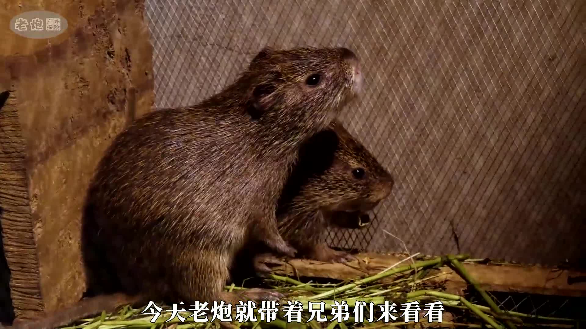 一只五六斤的超大号长尾兔兄弟们见过没?真是太带劲了呀!