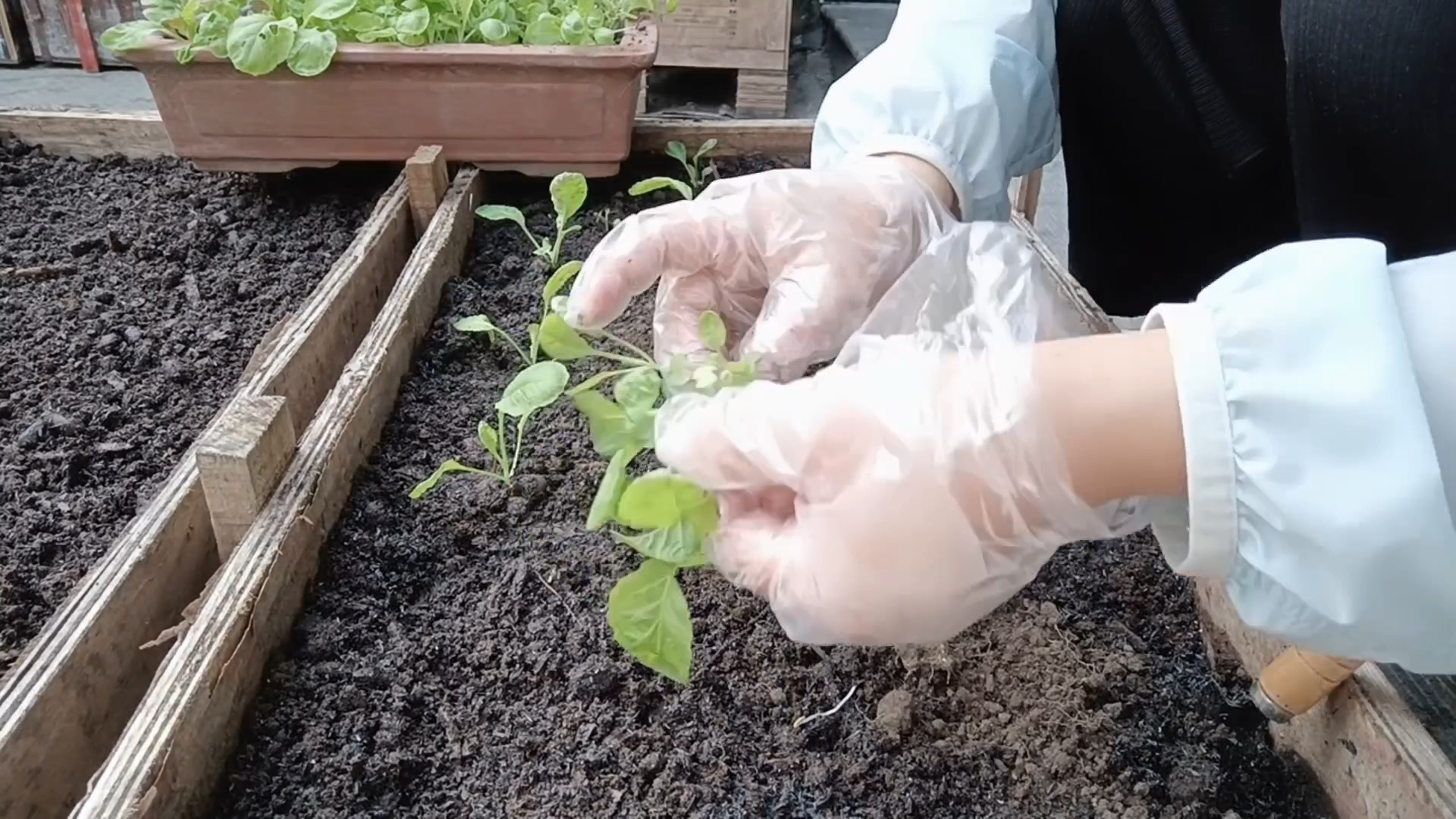 [图]最近这几天高温还是不太适合丫丫菜和甜麦菜的发芽，幸好还有一些芥菜苗，今天把再把它们移栽上