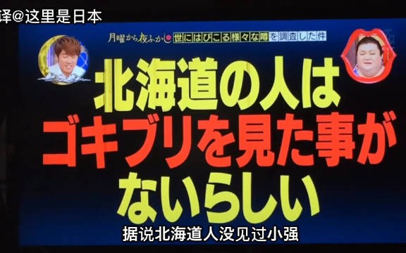 [图]从来没见过小强的北海道人见到小强之后的反应