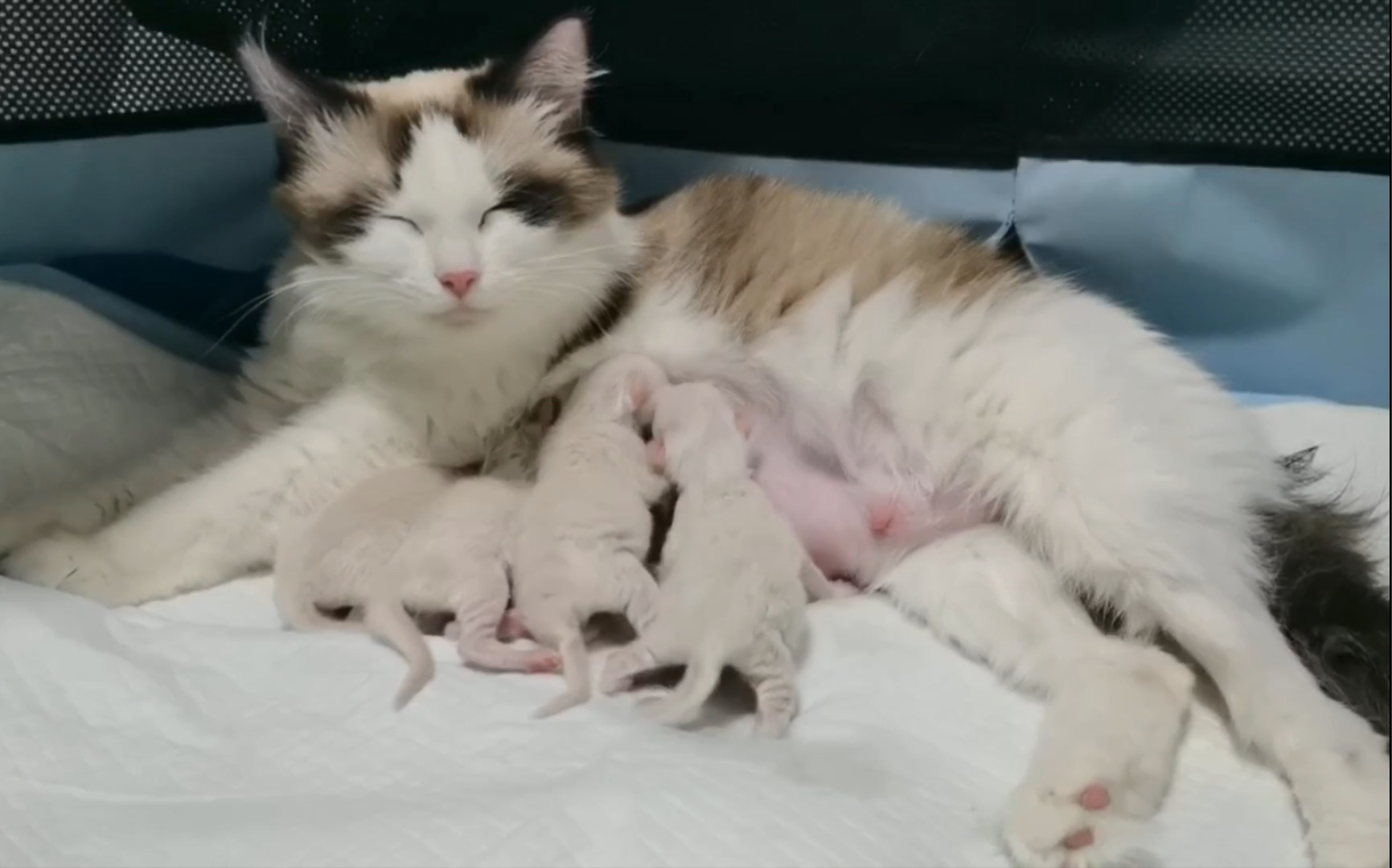 布偶猫生无可恋地喂奶   太累了