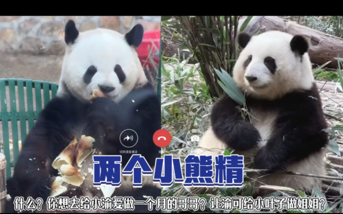 花花想和渝可交换生活一个月,她单方面同意了,渝可渝爱小叶子还不知道哈!原视频@红石榴~等网络资源…#大熊猫萌兰 #大熊猫和花 #大熊猫渝可渝爱 #...