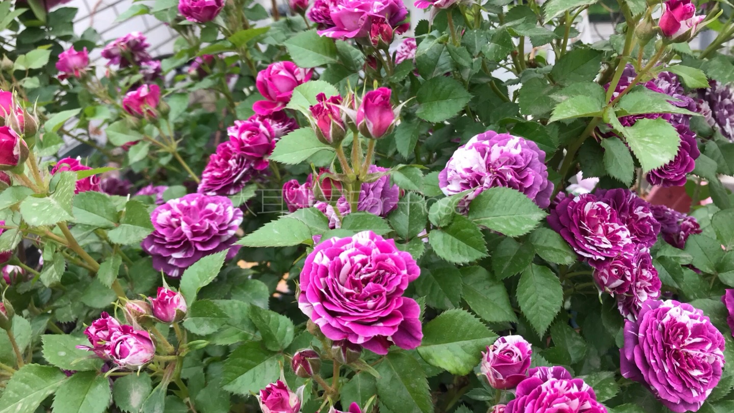 [图]超丰花月季 芬芳宝石 浓香株型紧凑