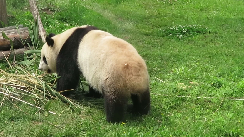 熊猫的尾巴像什么图片